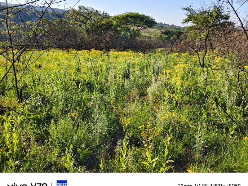 Vacant land amongst beautiful indigenous trees, ideal building site. - Photo 10