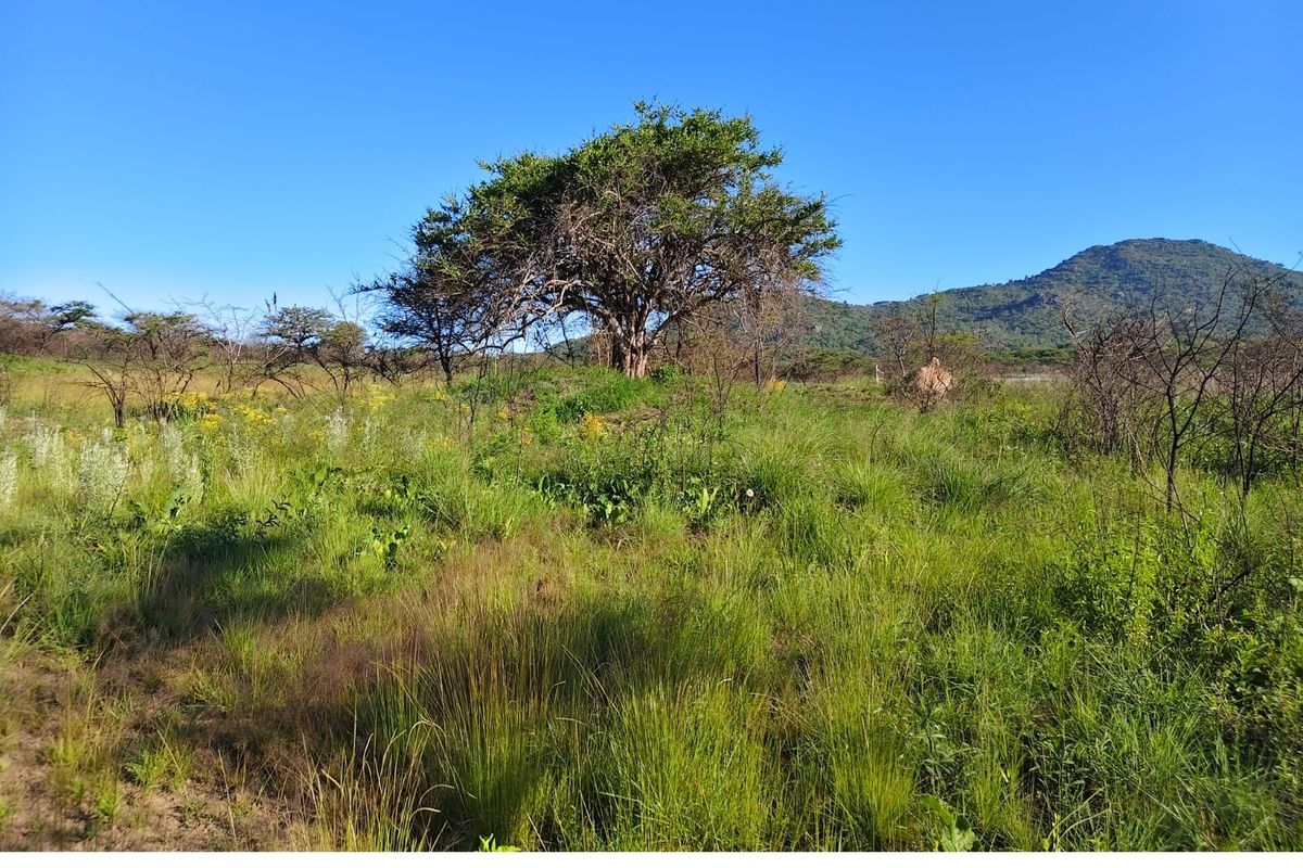 A scenic view of the natural landscape featuring indigenous vegetation and mountain vistas on this small holding property.