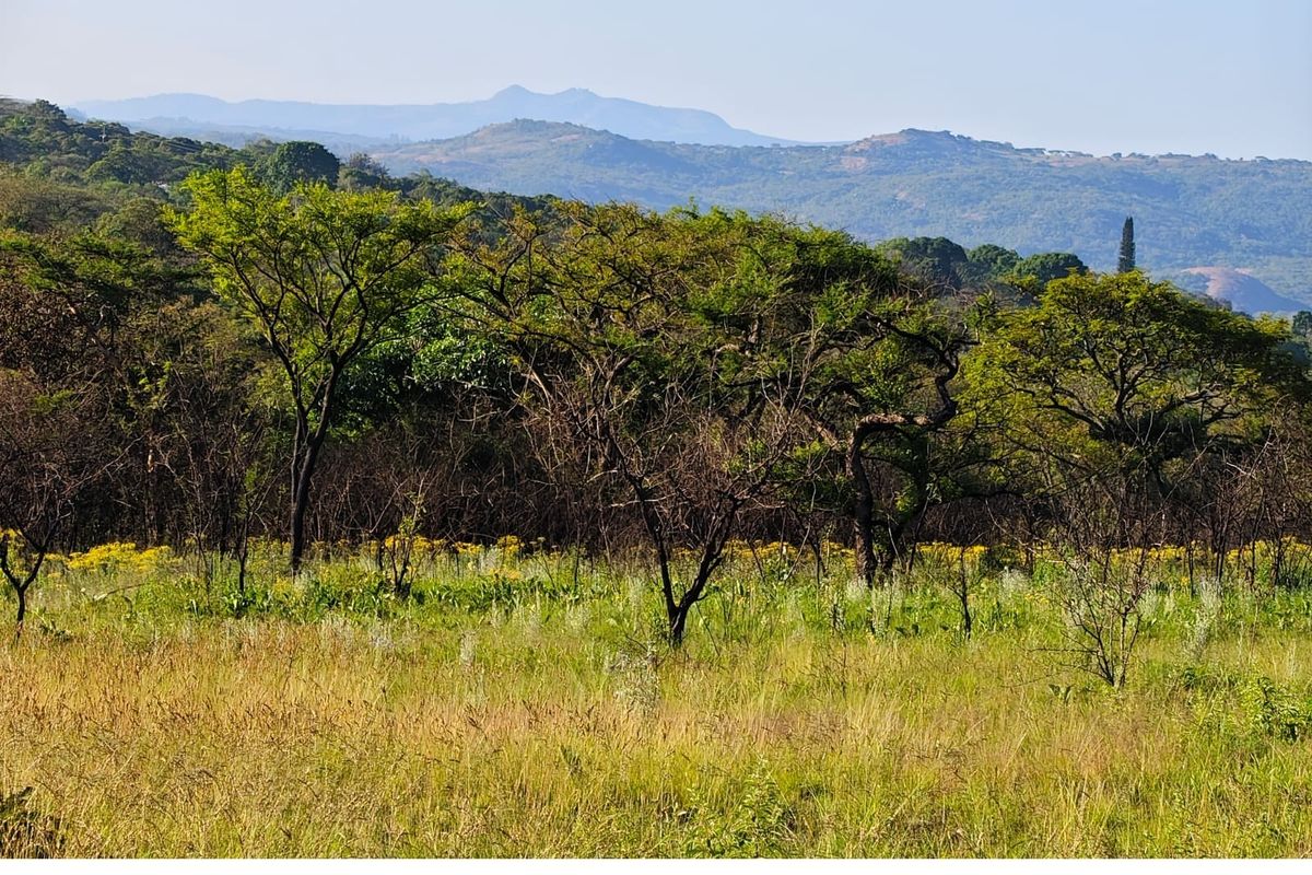 Scenic landscape view showcasing the natural vegetation and rolling mountain range in the distance.