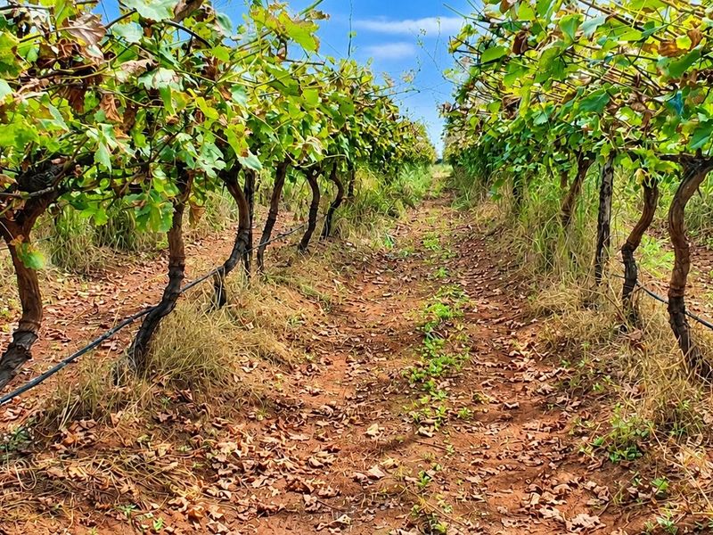 Exceptional 178.59 Hectares Irrigation Farm for Sale near Groblersdal - Photo 2