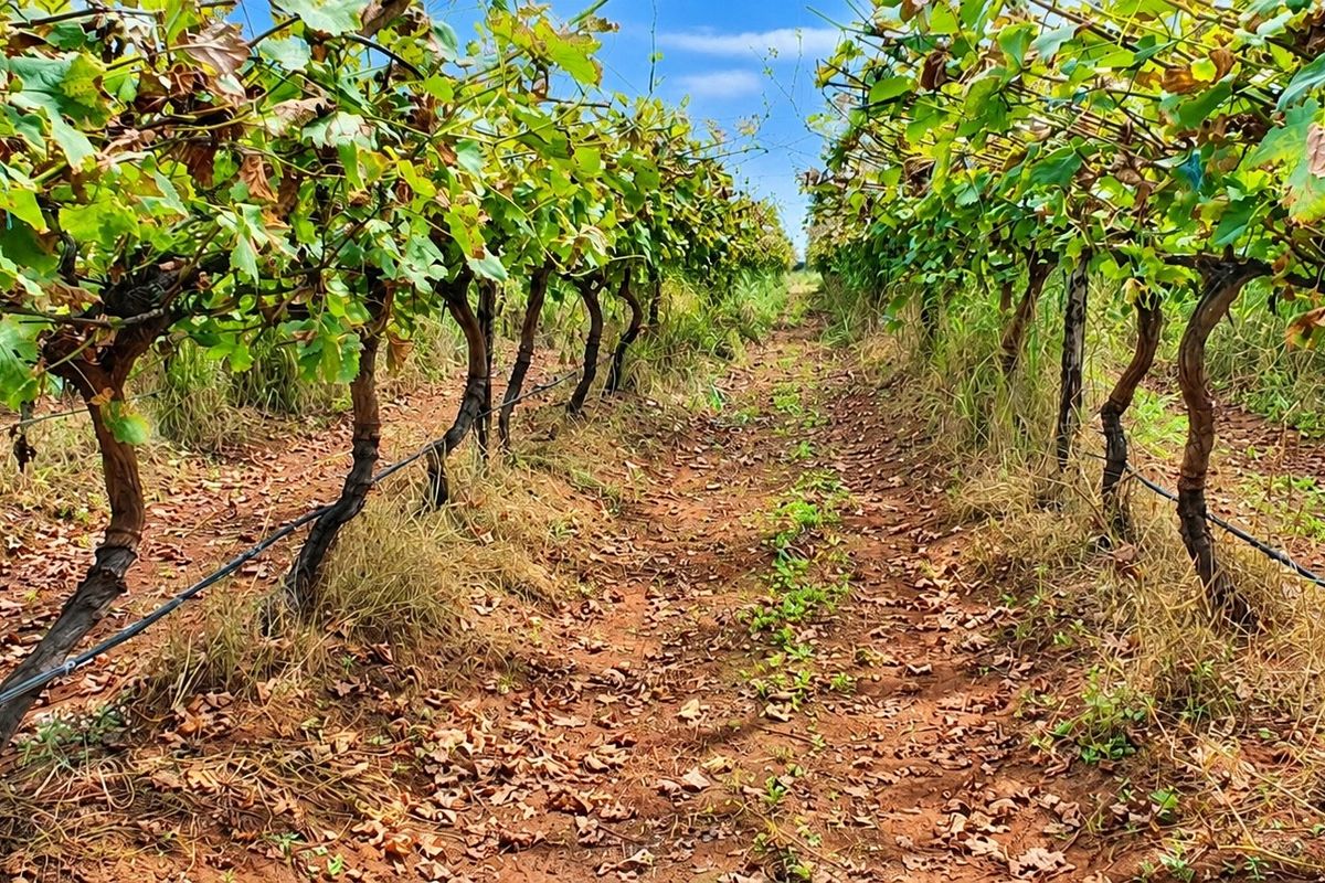 A view of a vineyard on the farm featuring established vine rows and an integrated irrigation system.