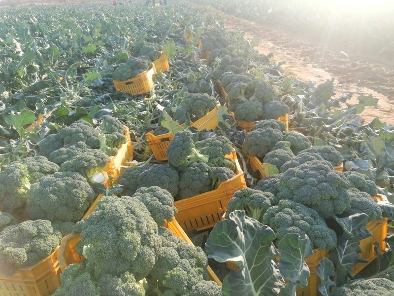 Exceptional 178.59 Hectares Irrigation Farm for Sale near Groblersdal - Photo 6