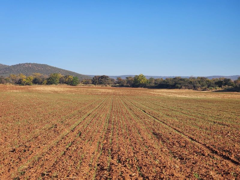 Exceptional 178.59 Hectares Irrigation Farm for Sale near Groblersdal - Photo 4