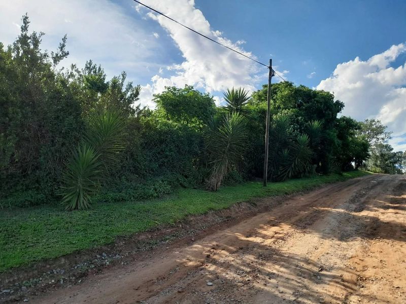 A view of the unpaved road frontage and mature vegetation bordering the vacant residential land.