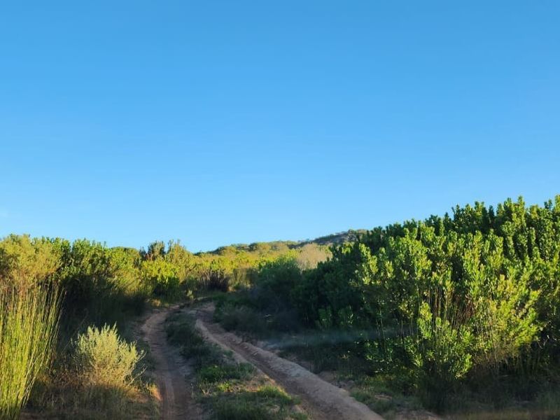 A scenic view of a dirt track winding through natural farm vegetation under a clear blue sky.