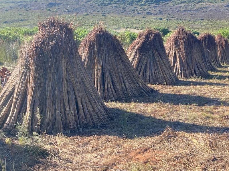 A field on the farm featuring rows of harvested thatch bundles drying in the sun against a natural landscape backdrop.