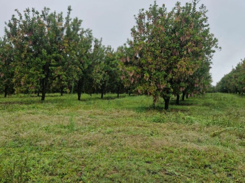 A view of a well-established orchard with mature trees set within a grassy farm landscape.