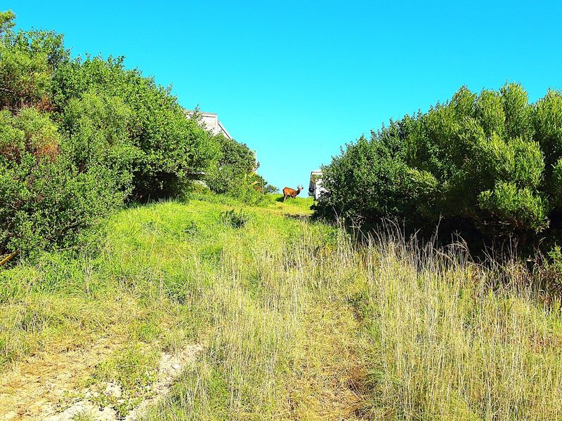 A view of a grassy, undeveloped residential plot featuring natural vegetation and surrounding shrubbery.