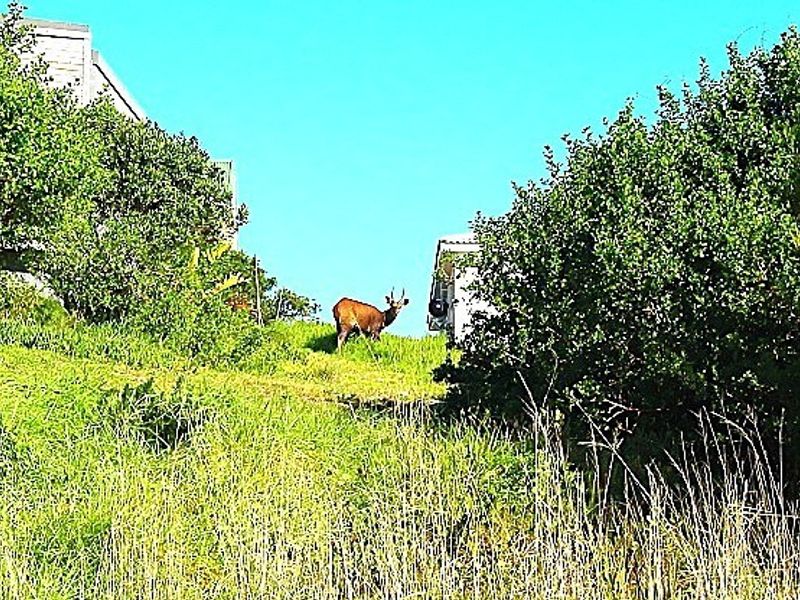 A view of a sloped, grassy residential garden area with surrounding mature vegetation and partial building structures visible.