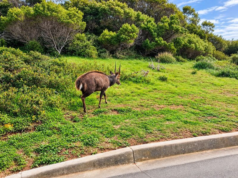 A view of a grassy residential plot featuring natural vegetation and concrete kerbing along the road edge.
