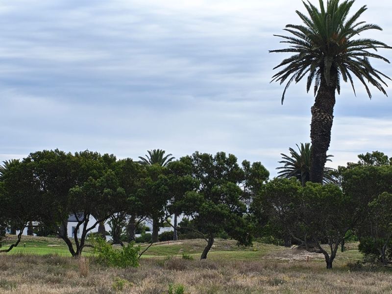 A view of a well-maintained residential garden featuring mature palm trees and established greenery on a vacant residential plot.