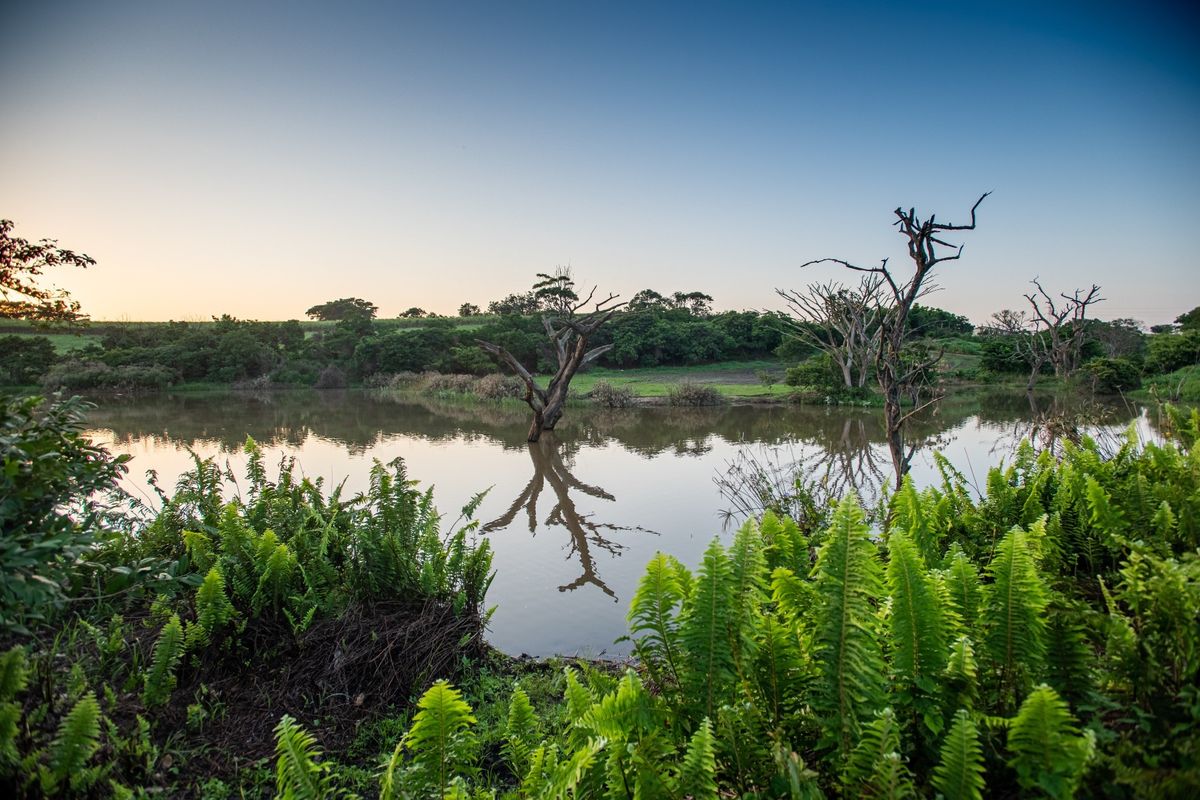 A scenic view of a natural dam on the small holding, featuring tranquil water and surrounding indigenous vegetation.