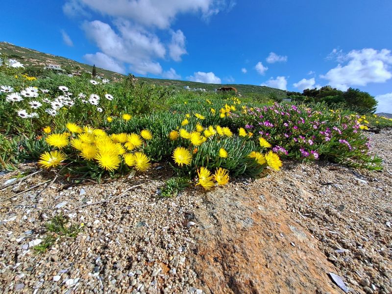 A scenic view of the vacant land featuring natural rock formations and vibrant indigenous coastal wildflowers under a clear blue sky.