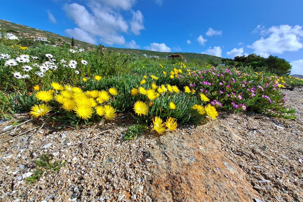 A scenic view of the vacant land featuring natural rock formations and vibrant indigenous coastal wildflowers under a clear blue sky.