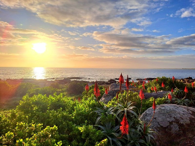 A scenic coastal view featuring natural rock formations, indigenous flora, and a sunset over the ocean.