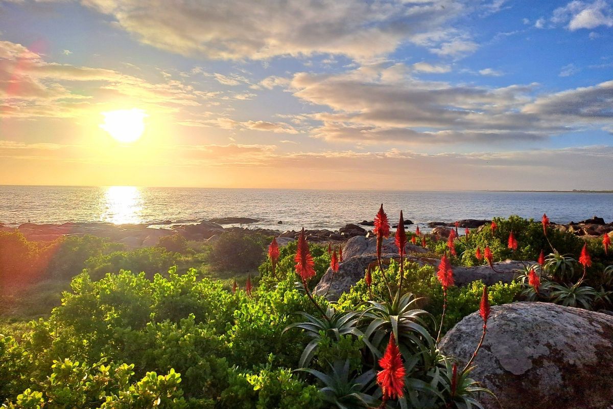 A scenic coastal view featuring natural rock formations, indigenous flora, and a sunset over the ocean.