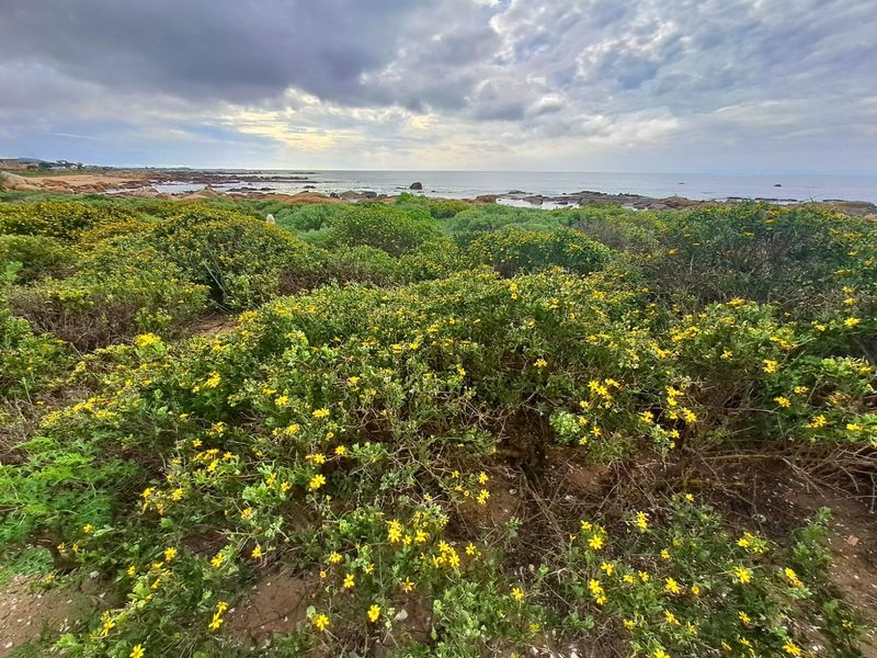 A scenic view of the coastal landscape featuring native vegetation and rocky shoreline overlooking the ocean.