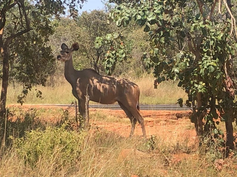 A view of the natural bushveld landscape featuring indigenous trees and vegetation on the vacant residential property.