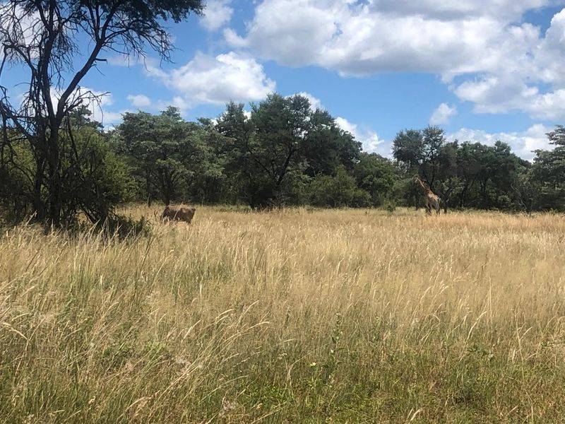 A view of the natural, undeveloped residential land featuring indigenous trees and grassland, suitable for a bushveld-style property development.