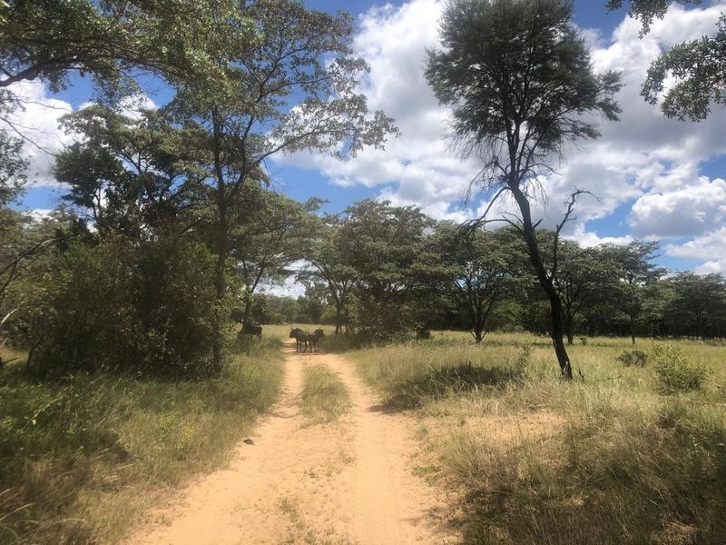 A natural, undeveloped residential plot featuring mature native trees and a dirt access track, offering a serene and private bushveld setting.