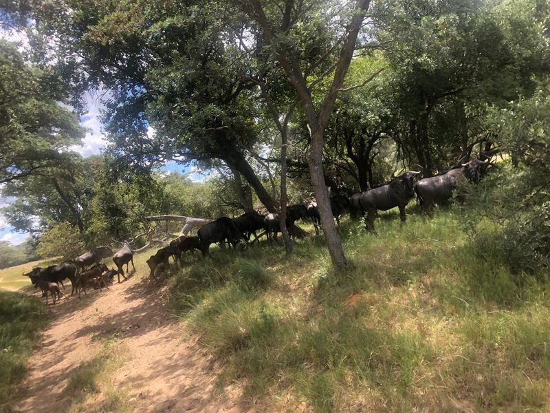 A natural wooded area on the property featuring mature trees and indigenous vegetation, providing a scenic and tranquil outdoor environment.