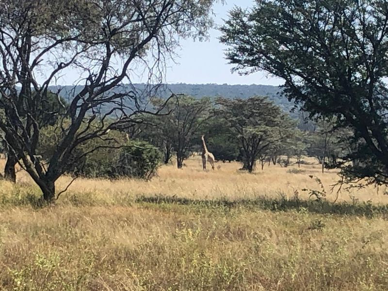 A scenic view of the natural landscape featuring indigenous trees and open grassland on this vacant residential property.