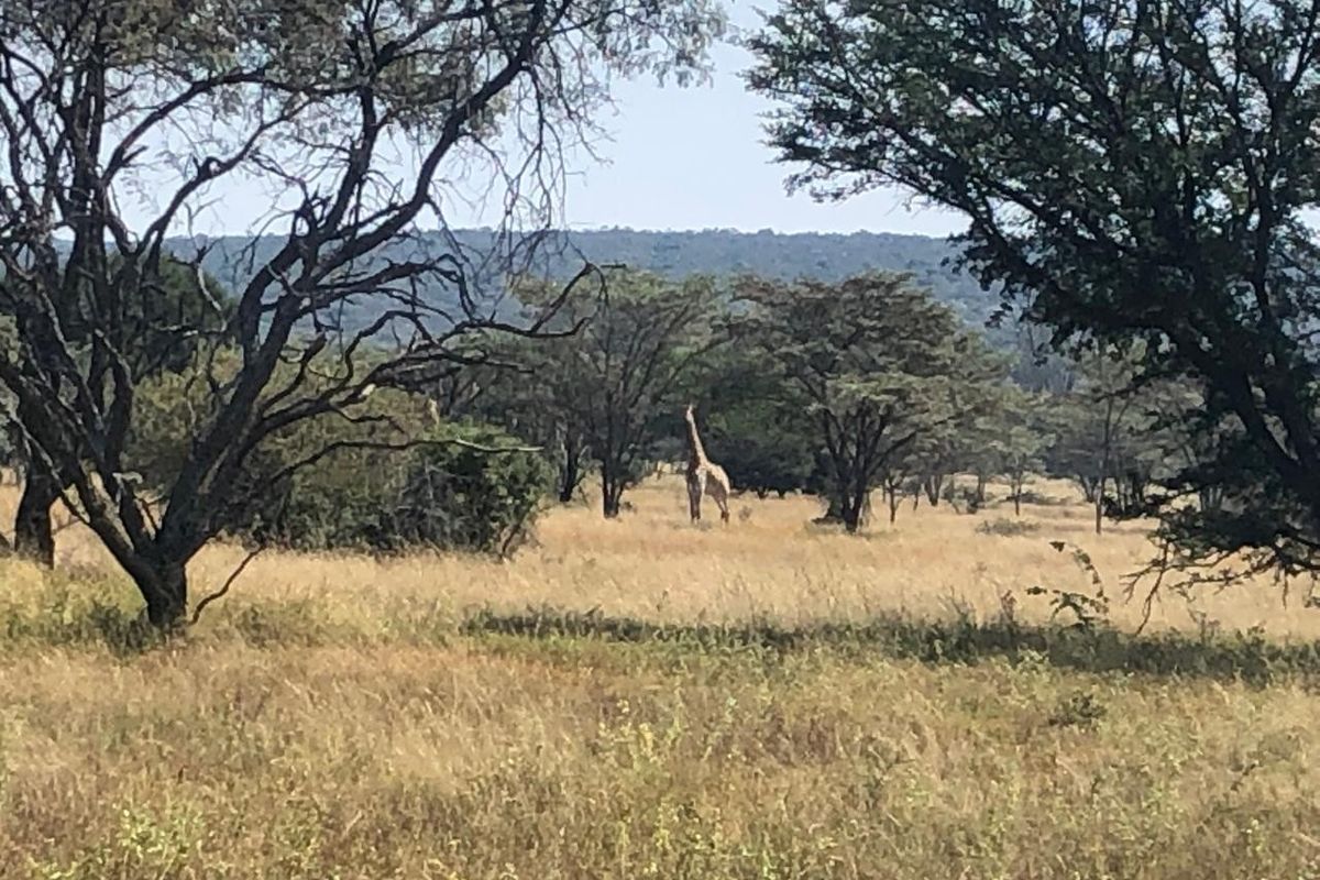 A scenic view of the natural landscape featuring indigenous trees and open grassland on this vacant residential property.