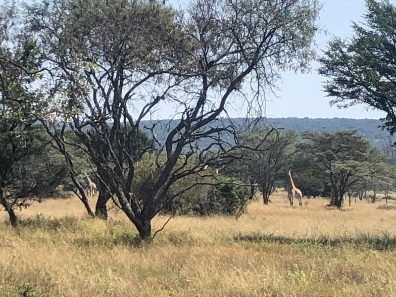 A scenic view of natural bushveld landscape featuring mature trees and open grassland, characteristic of the local environment.