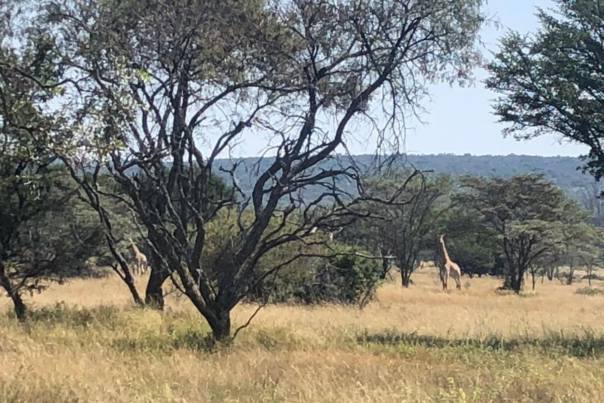 A scenic view of natural bushveld landscape featuring mature trees and open grassland, characteristic of the local environment.