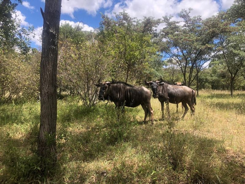 A natural, undeveloped residential land plot featuring indigenous trees and native grassland, providing a serene and wild landscape setting.