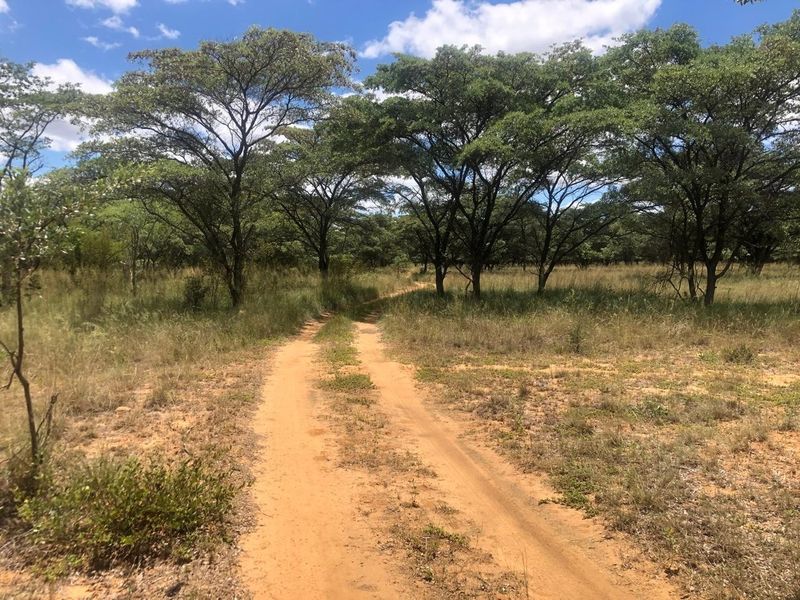 A natural vacant land plot featuring a dirt access track winding through mature trees and native vegetation.