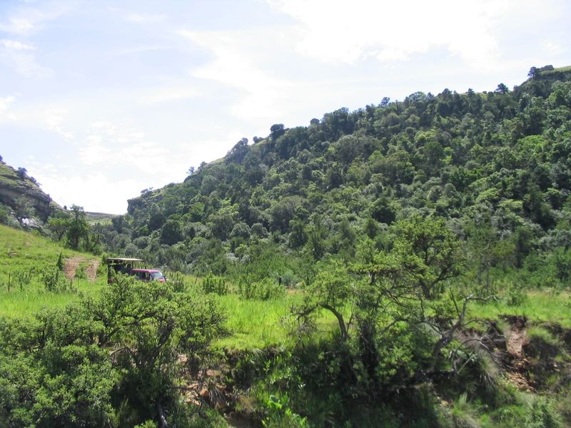 A scenic view of a lush, green hillside and dense woodland landscape on the farm property.