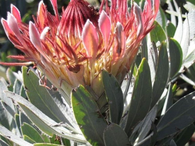 A close-up view of a native Protea flower in the property garden, showcasing the natural flora of the farm landscape.