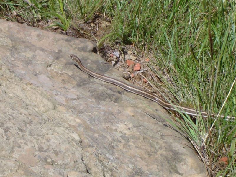 A close-up photograph of a snake on a rock in a grassy outdoor area.