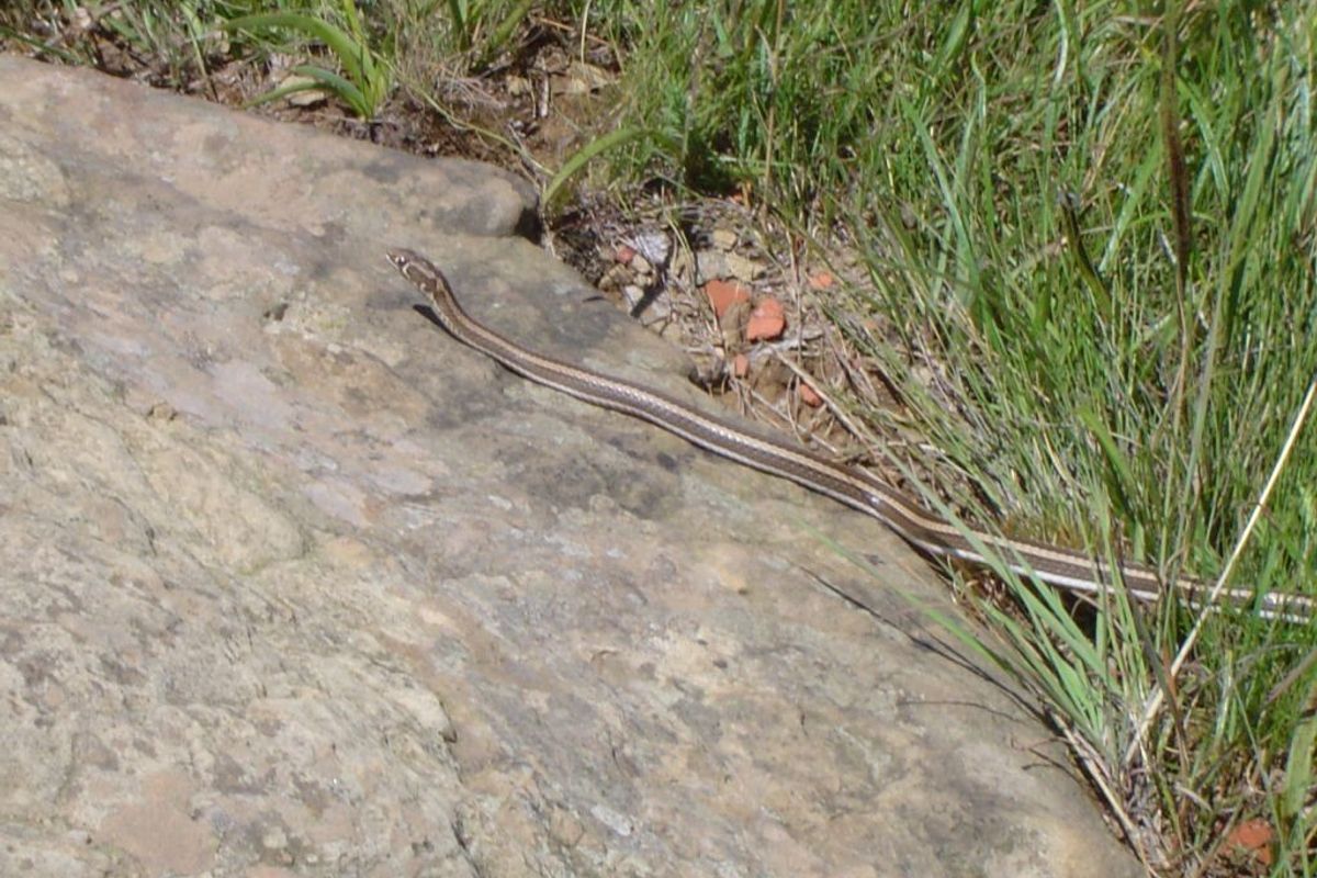 A close-up photograph of a snake on a rock in a grassy outdoor area.