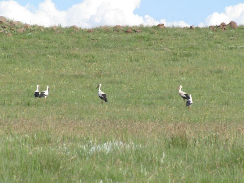 A scenic view of the farm's open pasture land featuring natural grassy terrain and a rocky ridge in the background.