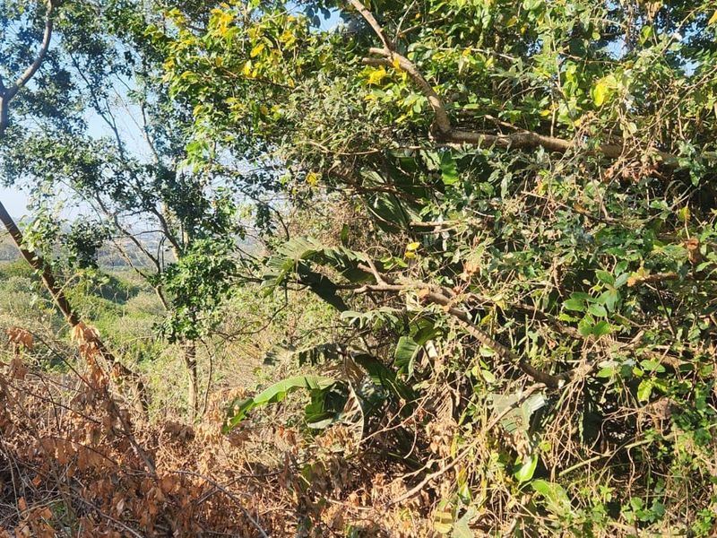 A view of the natural landscape and dense vegetation on the vacant residential property.