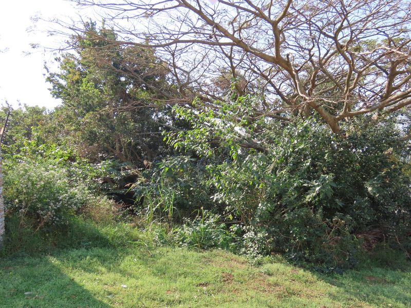 A view of the residential land featuring dense, overgrown vegetation and mature trees, indicating a natural, undeveloped plot.