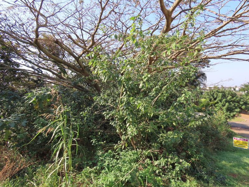 A view of the vacant residential land featuring mature trees and dense natural vegetation.