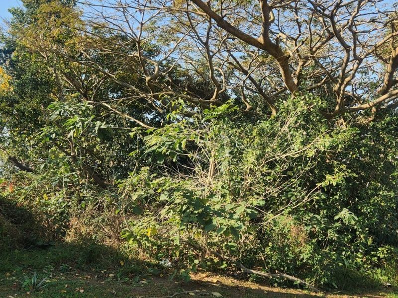 A view of a residential plot featuring mature trees, dense overgrown vegetation, a stone pillar, and perimeter electric fencing.