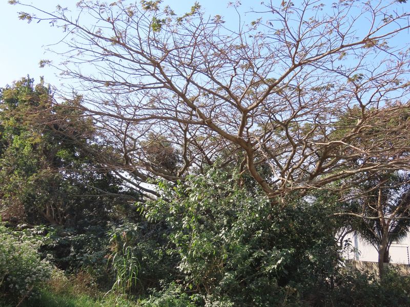 A view of the vacant residential land featuring mature trees and dense natural vegetation.