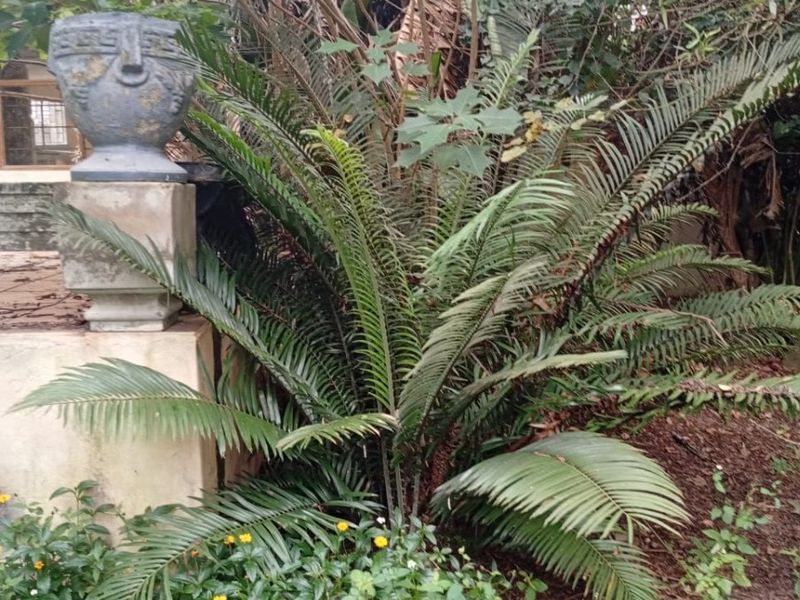 A lush garden area featuring a decorative stone urn set upon a concrete plinth, surrounded by established cycads and ground cover.