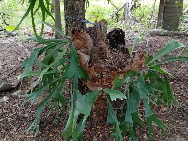 A natural garden setting featuring mature trees and established vegetation on the property grounds.