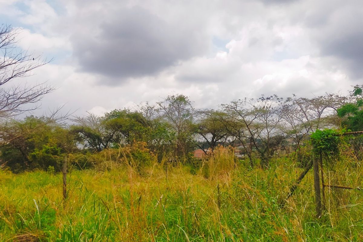 A view of a vacant residential plot featuring overgrown grass, mature trees, and existing wire fencing with a metal gate.