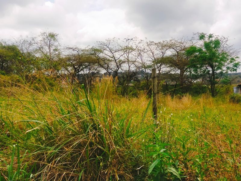A view of a vacant residential plot featuring overgrown grass and mature trees, providing a natural setting for potential development.