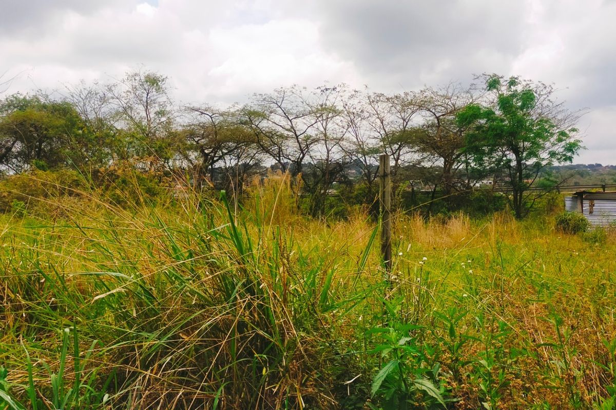 A view of a vacant residential plot featuring overgrown grass and mature trees, providing a natural setting for potential development.