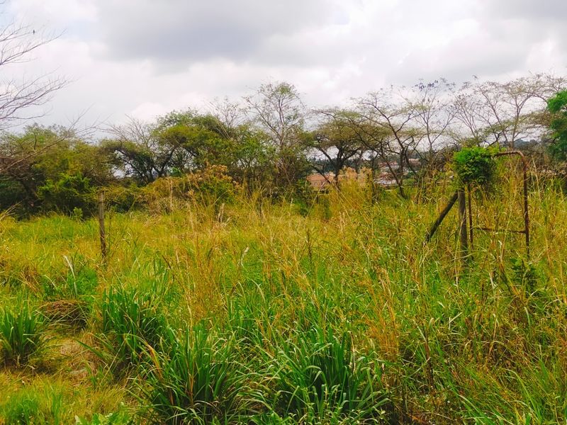 A view of a vacant residential plot featuring overgrown grass and established trees, suitable for future development.