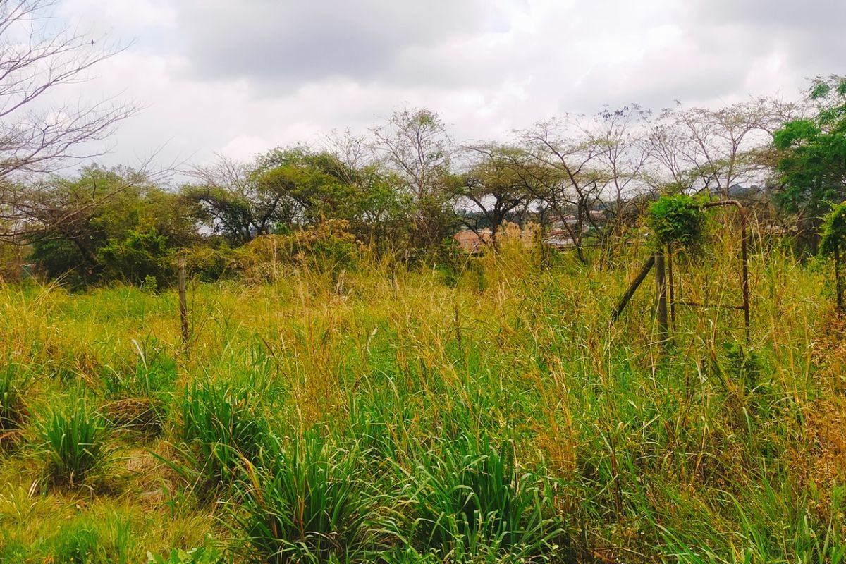 A view of a vacant residential plot featuring overgrown grass and established trees, suitable for future development.