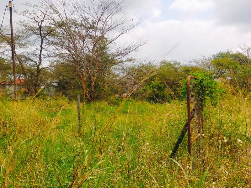 A view of a vacant residential plot featuring overgrown grass, mature trees, a utility pole, and remnants of wire fencing.