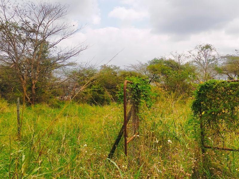 A view of a vacant residential plot featuring overgrown grass, mature trees, and an existing metal gate structure.